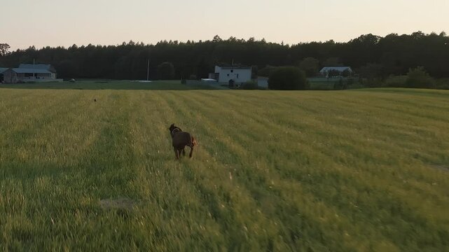 Hungarian braco chasing a ball in slow motion in a field
