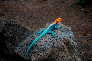 Blue lizard on a rock