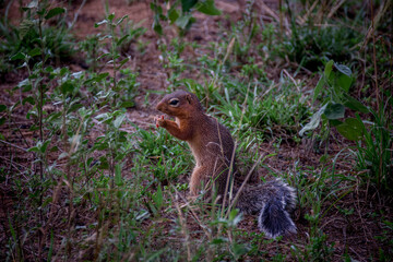 Squirrel on the grass