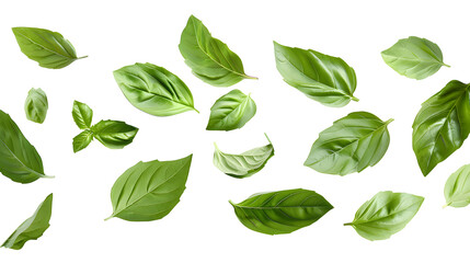 Falling basil leaves isolated on white background