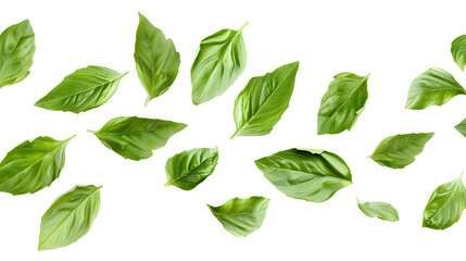 Naklejka premium Falling basil leaves isolated on white background