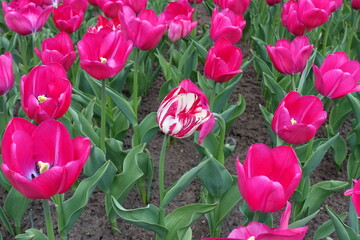 Many magenta colored flowers of tulips in April