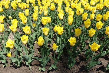 Ample amount of yellow flowers of tulips in mid May