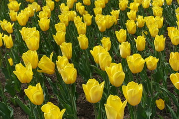 Obraz premium Plenty of yellow flowers of tulips in May