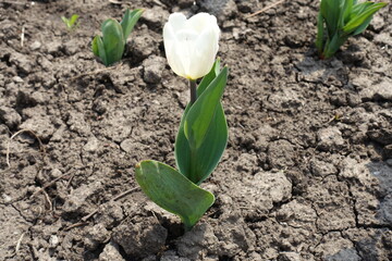 Close view of one white flower of tulip in April