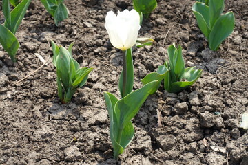 Single white flower of tulip in April
