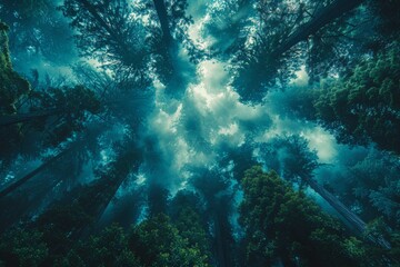 Obraz premium Majestic redwoods in a misty forest, depicting grandeur and strength. 