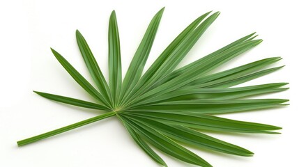 Obraz premium Isolated green palm leaf on a white background