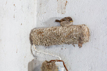 Passer domesticus. Young House Sparrow inside a rural home.