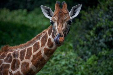 Fototapeta premium Portrait of a giraffe