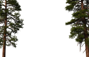 3D Render Pine Foreground on Transparent Background