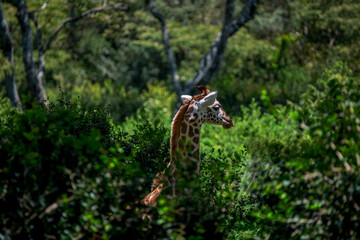 Baby giraffe in the wild