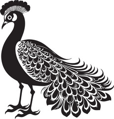 Peacock vector illustration