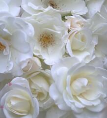 close up view of several white roses with soft petals. wedding invitations or decorations, beauty and skincare product advertisements, greeting card, florists or event planners, mother's day concept