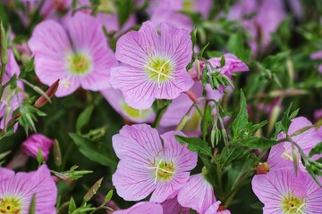 Pink Evening Primrose, Oenothera speciosa Pink Ladies. Close up.