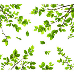 Collection of branch with leaves isolated on white background