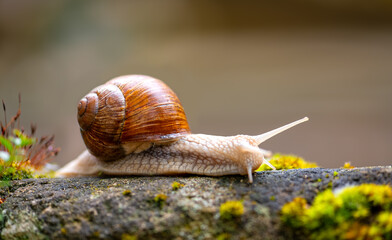 Roman or Burgundy snail or escargot (Helix pomatia), a large, air-breathing land snail with creamy...