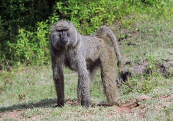 an olive baboon  next to the  forest on safari in maasai mara, kenya,  east  africa   