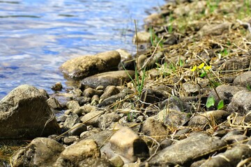 Rocky shoreline with marsh-marigold (Caltha palustris) and clear water in a serene natural environment