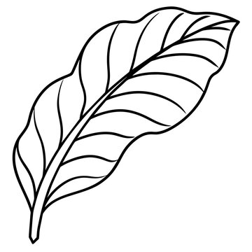 recommend clip art: Banana leaf outline coloring book page line art drawing