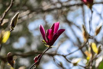 Large pink flower opened on Magnolia Susan tree (Magnolia liliiflora x Magnolia stellata). Beautifully blooming garden in spring. Selective focus. Nature design concept. Space for your text.