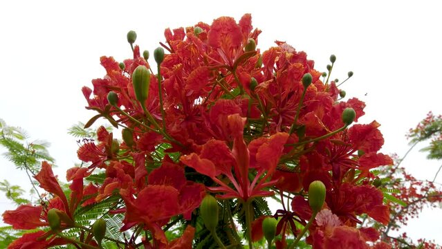 Tree with bright red flowers against sky background, closeup