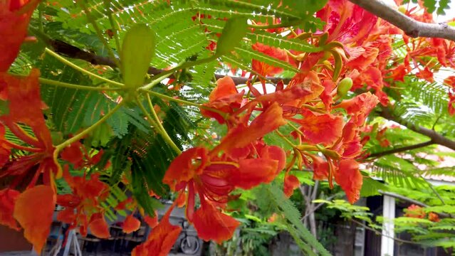 Tree with bright red flowers against sky background, closeup