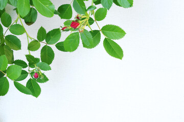 Rose branch with buds and background for design. Spring and nature, flowers. 