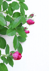 Rose branch with buds and background for design. Spring and nature, flowers. 