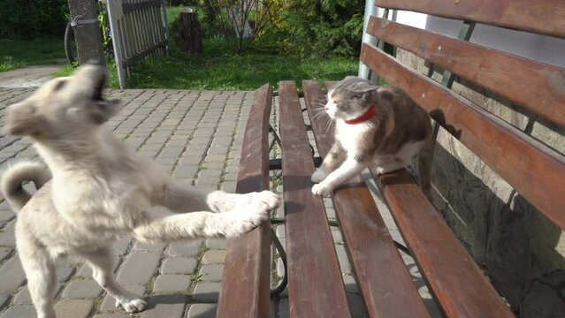 a dog attacks a cat on a bench, a dog and a cat fight in the yard, the cat defends itself from the dog