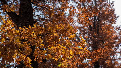 Beautiful autumn landscape with trees. Colorful foliage in the park. Natural background. Autumn...