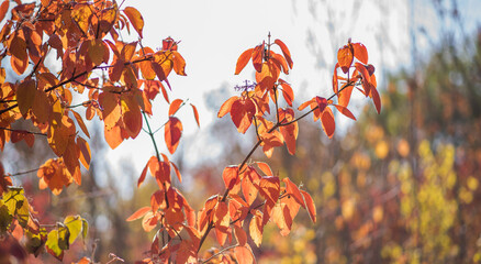 Beautiful autumn landscape with trees and sun. Colorful foliage in the park. Natural background with back light from the setting sun.