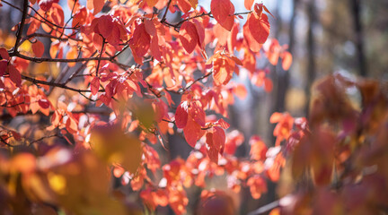 Beautiful autumn landscape with trees and sun. Colorful foliage in the park. Natural background...