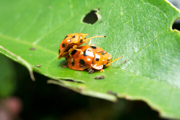Close-up macro of tortoise beetle bug orange color outdoor