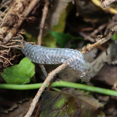 Close-up of snake skin lying in the meadow after a snake has shed it