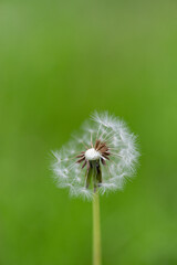 Fototapeta premium 少し欠けたタンポポの綿毛