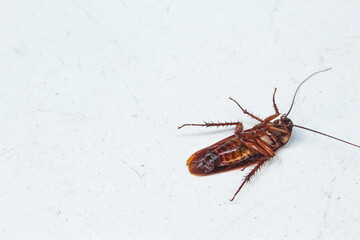 a dead cockroach on the white floor