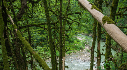 Green moss on the trees in the rain forest. Tropical jungle with a river.