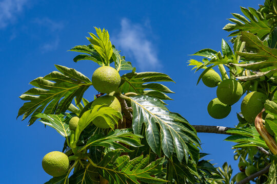 Breadfruit (Artocarpus altilis) is a species of flowering tree in the mulberry and jackfruit family (Moraceae), Bishop Museum, HONOLULU, OAHU, HAWAII