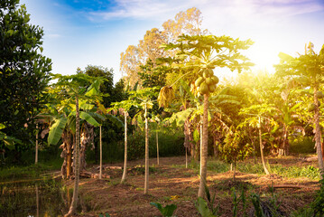 Papaya trees plantation with fruit in Vietnam