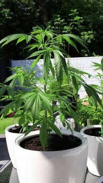 Video Marihuana Cannabis 9x16 Hochformat, Aufzucht zuhause im Garten