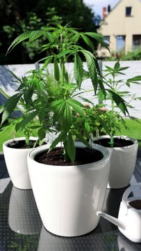Marihuana Cannabis