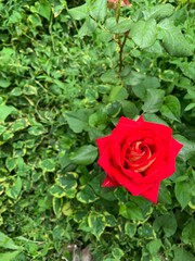 red rose in the garden