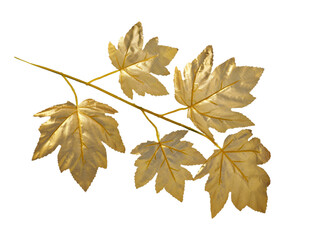 Golden maple leaves on isolated branch