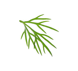 Sprig of fresh dill isolated on white