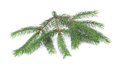 Green pine tree branch isolated on white
