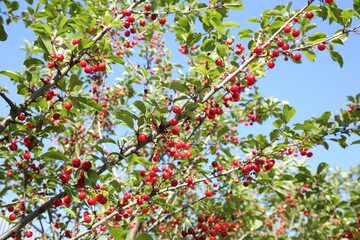 Obraz premium Cherry tree with ripe red berries against blue sky outdoors, low angle view