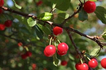 Cherry tree with ripe red berries outdoors, closeup