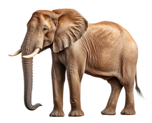 Fototapeta premium africa elephant isolated on a transparent background