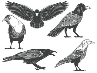 Hand drawn of crow from different angle views in engraving black and white style on white background